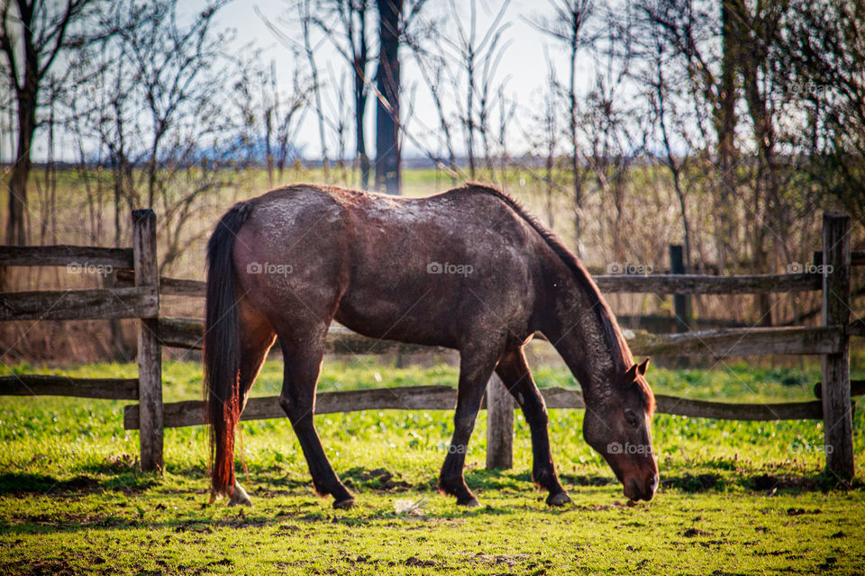 dark horse at the meadow