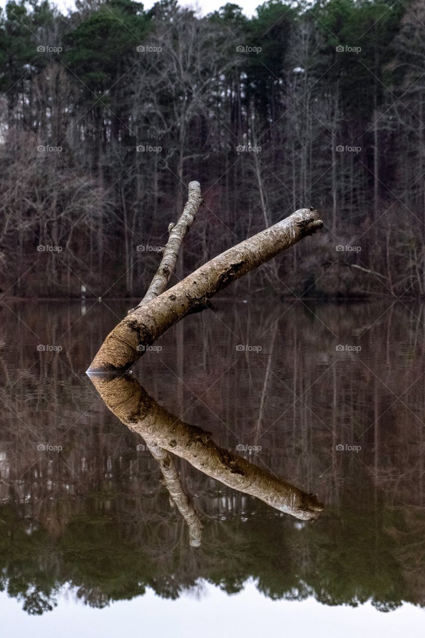 Mirror image. Woods of Yates Mill County Park, Raleigh, North Carolina. 