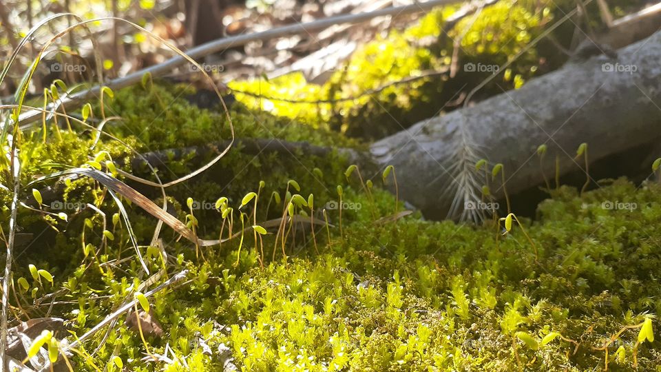 Moss Flowers