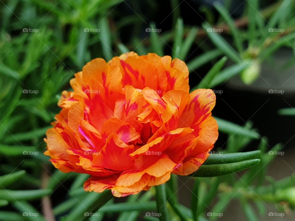 the portulaca grandiflora