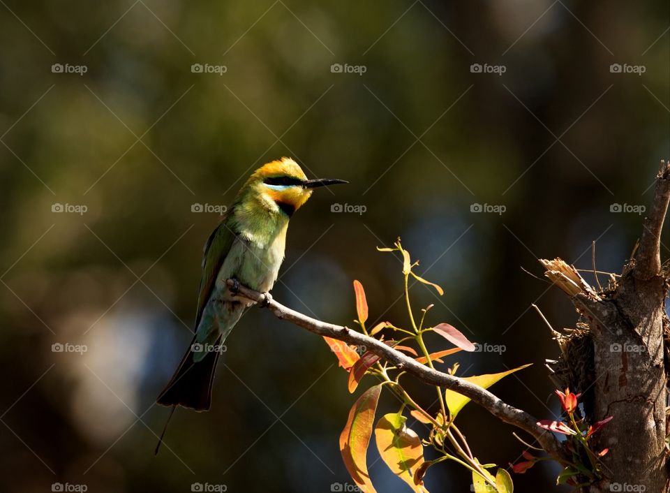 rainbow bee-eater