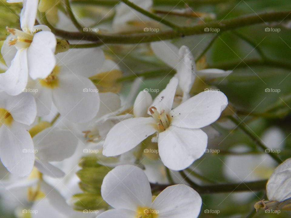 flowers