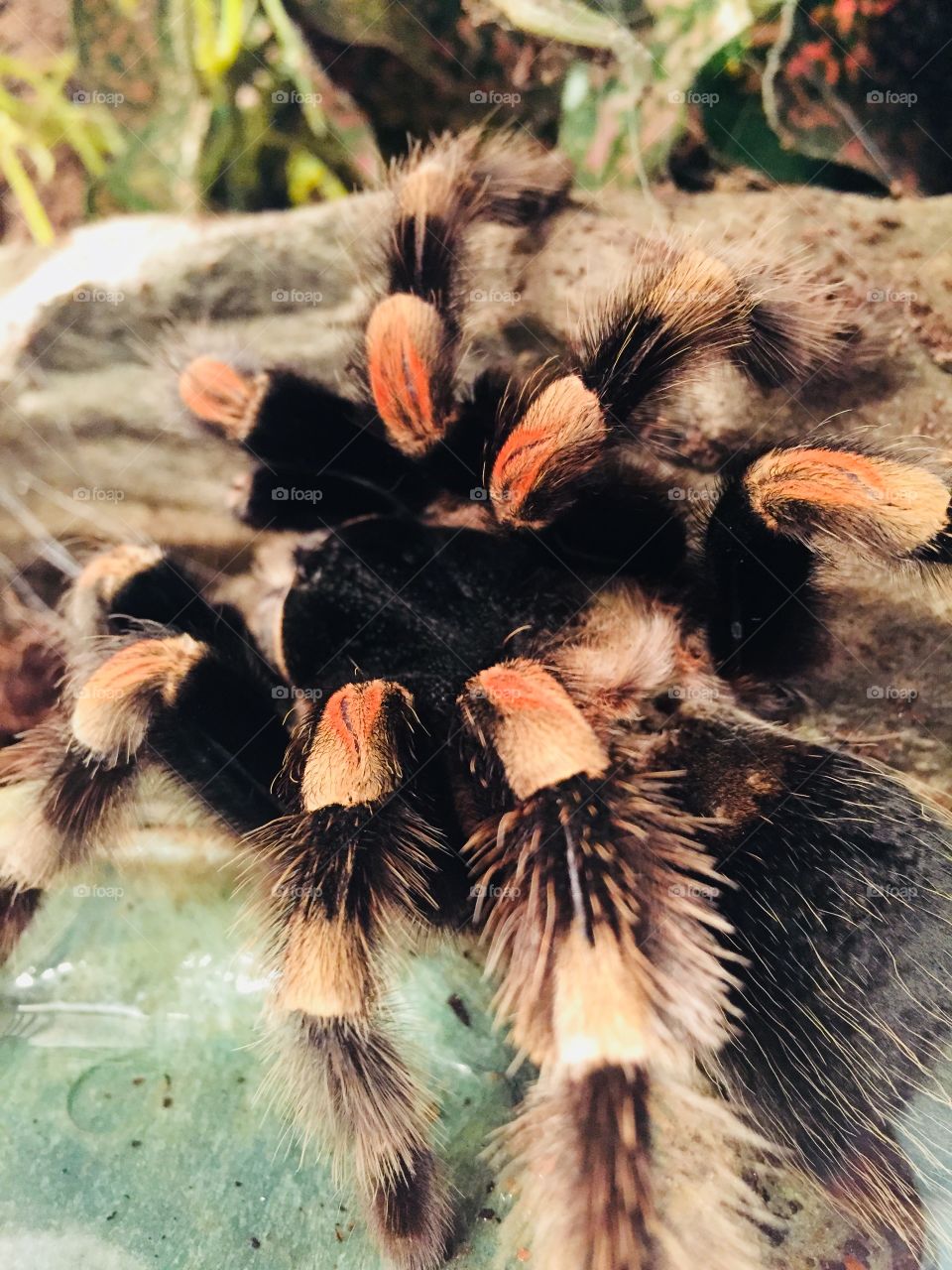 Mexican red knee