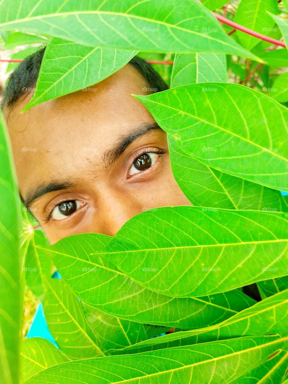 A selfie I took among the leaves of Cassava trees in sri lanka.