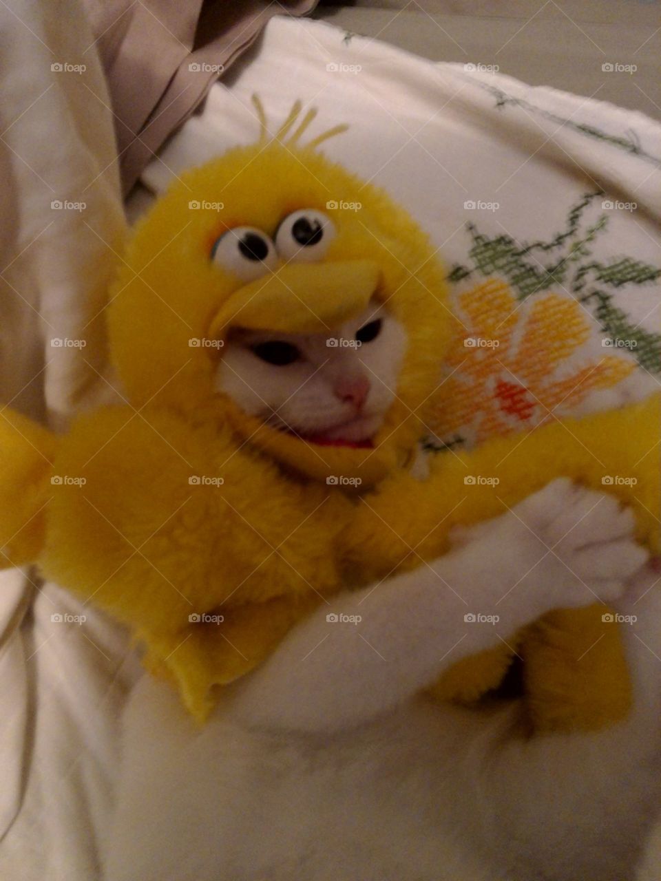 big yellow brd. My kitty playing dressup