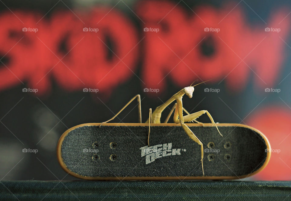 small mantis that likes skate and rock music