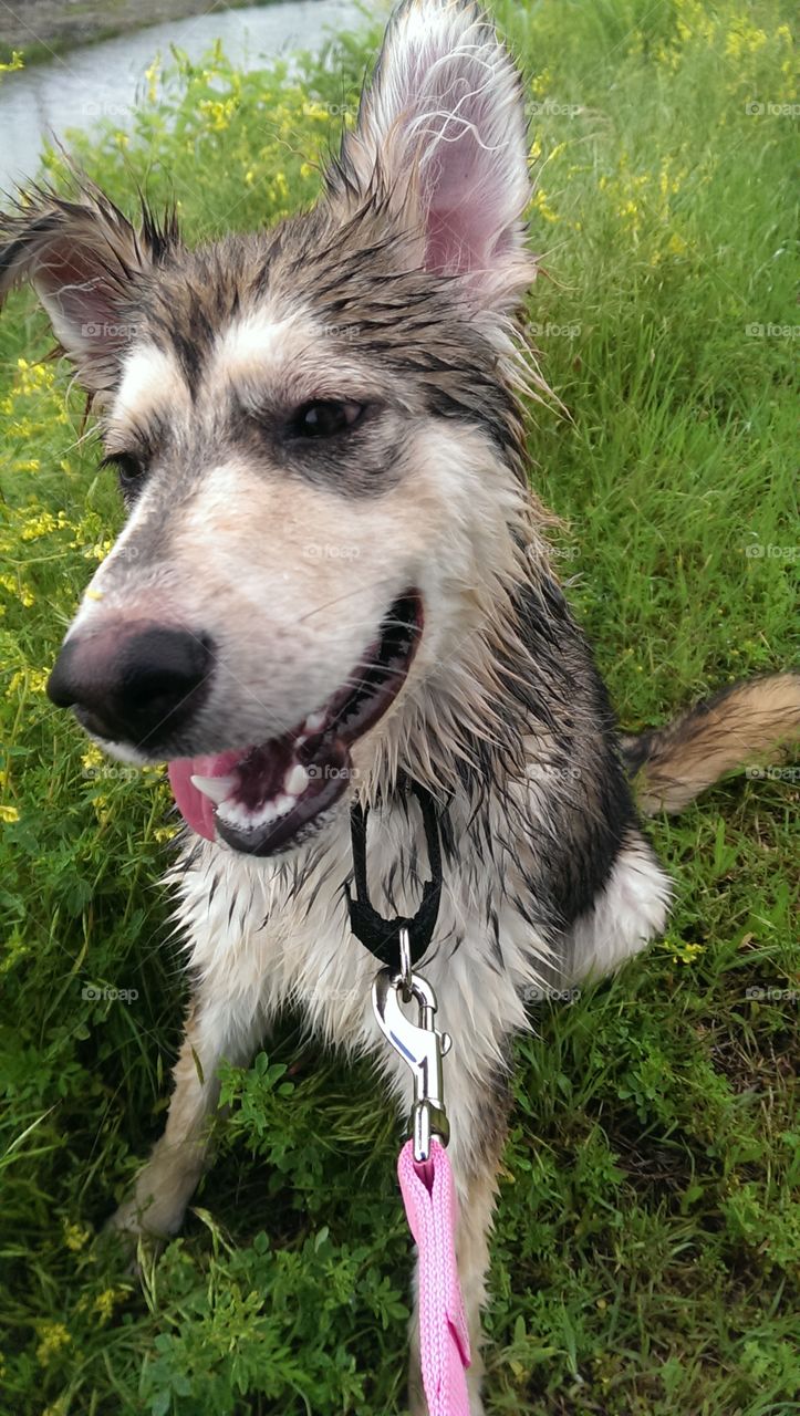Russia the Malamute. My beautiful puppy decided to play in a puddle!