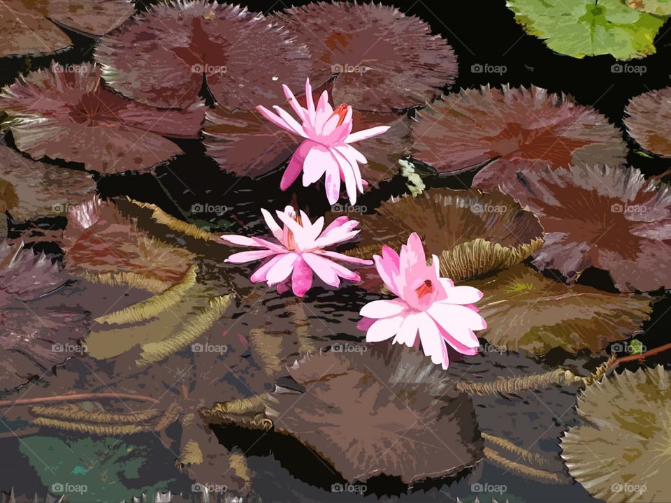waterlily