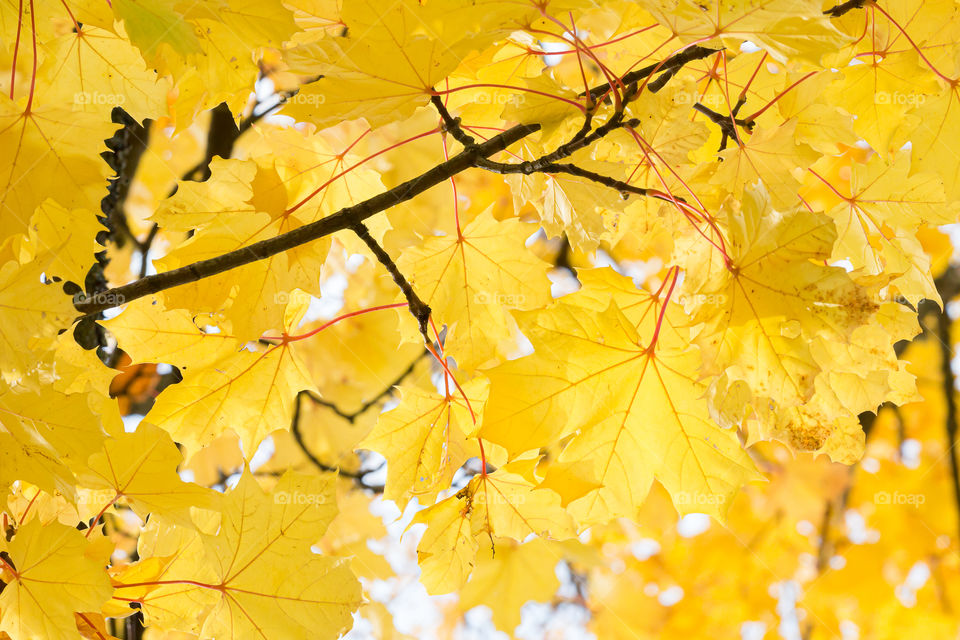 Yellow maple leaves in autumn 