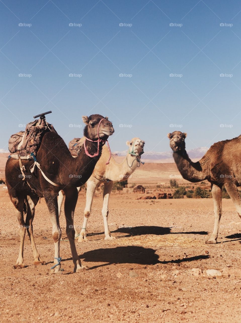 camel