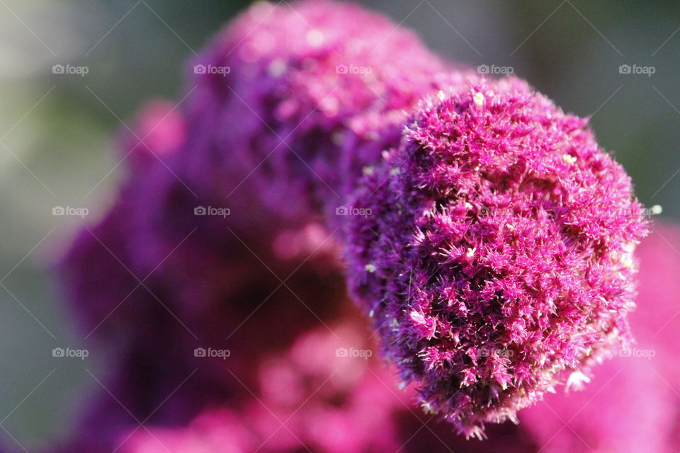tiny Violet flowers in a community garden in the state capitol of Sacramento California