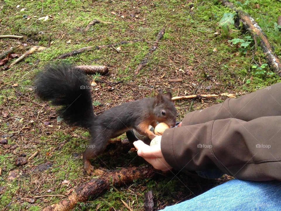 Eichhörnchen