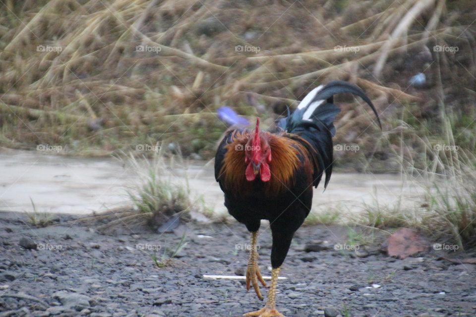 Rooster