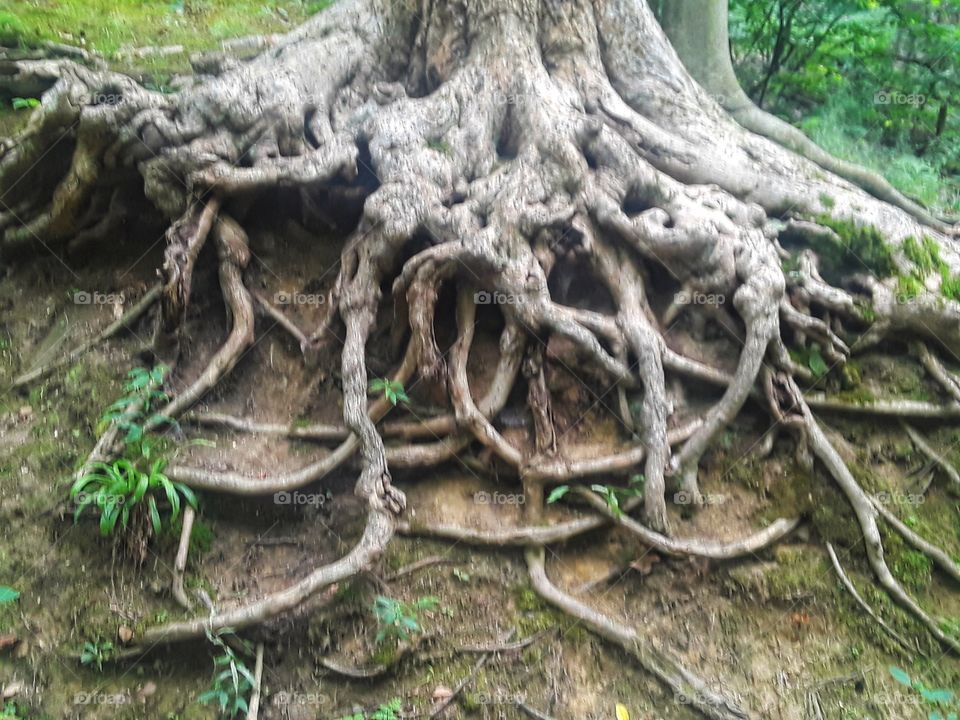 exposed tree roots