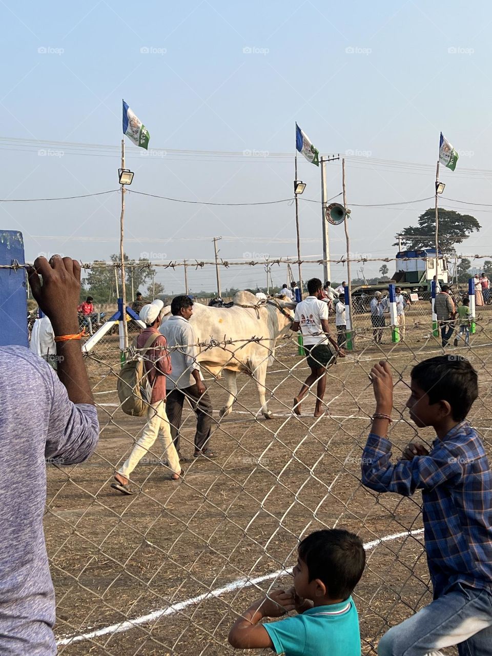 Bull competition in india during sankranti festival. The strongest bulls are awarded prizes. 