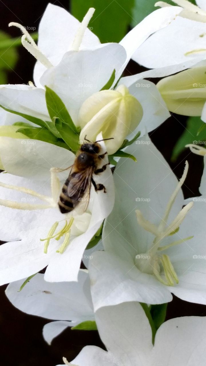 bee