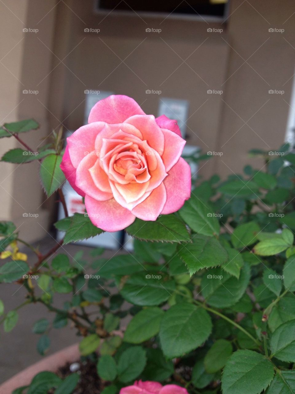 Pokey rose