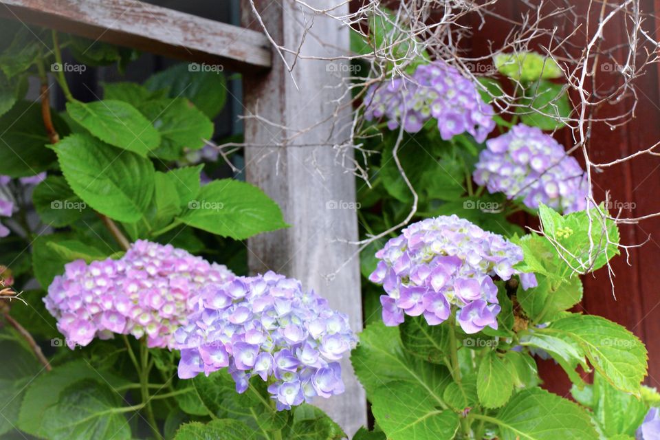 Purple flowers in a trellis