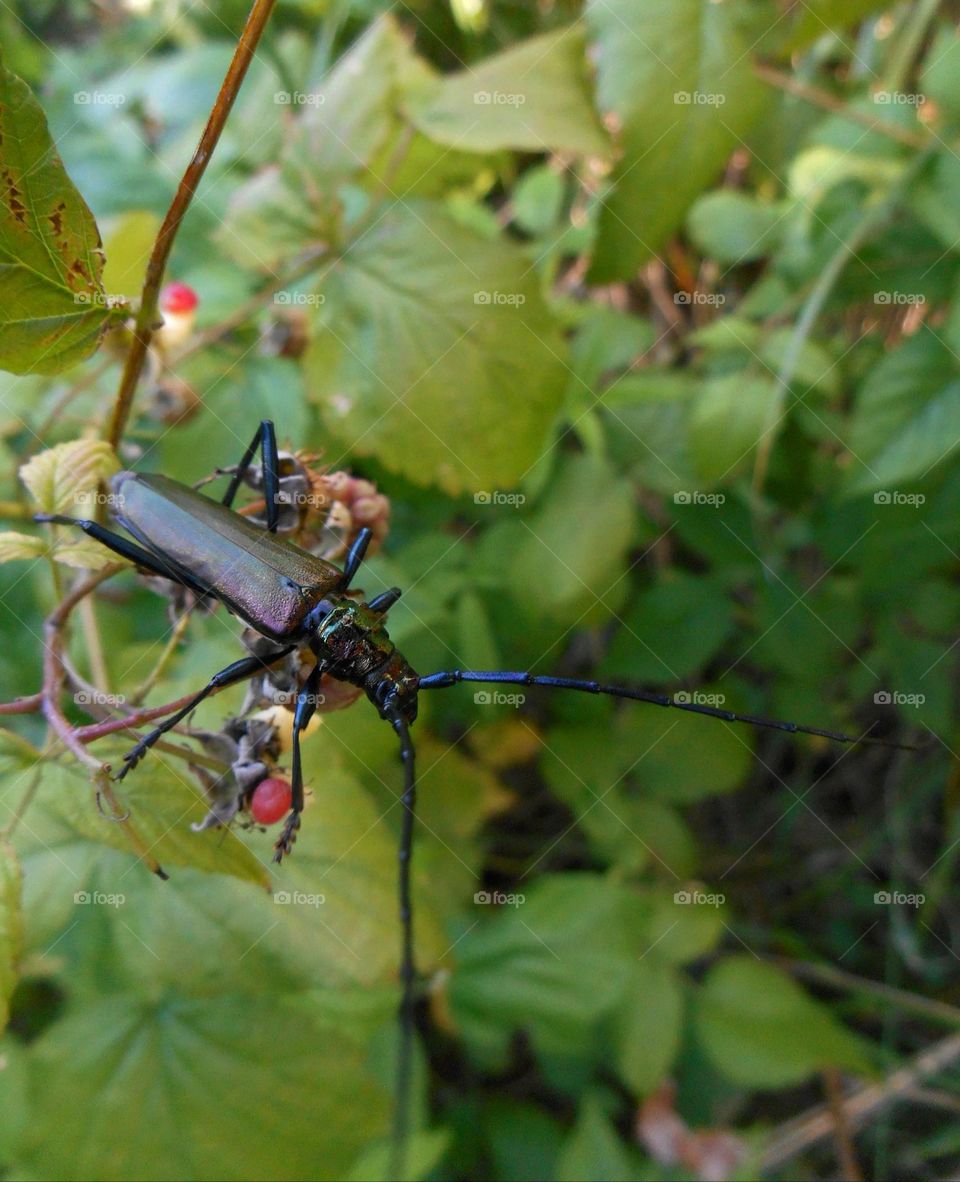 big beetle insect on a green leaves summer time