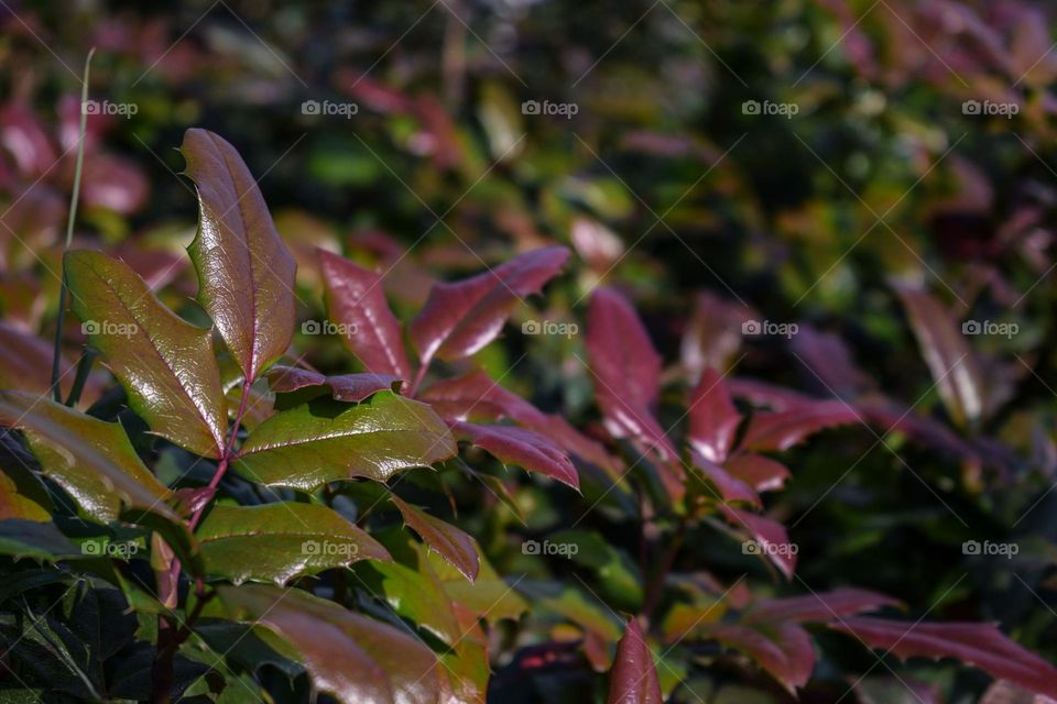 Osmanthus heterophyllus