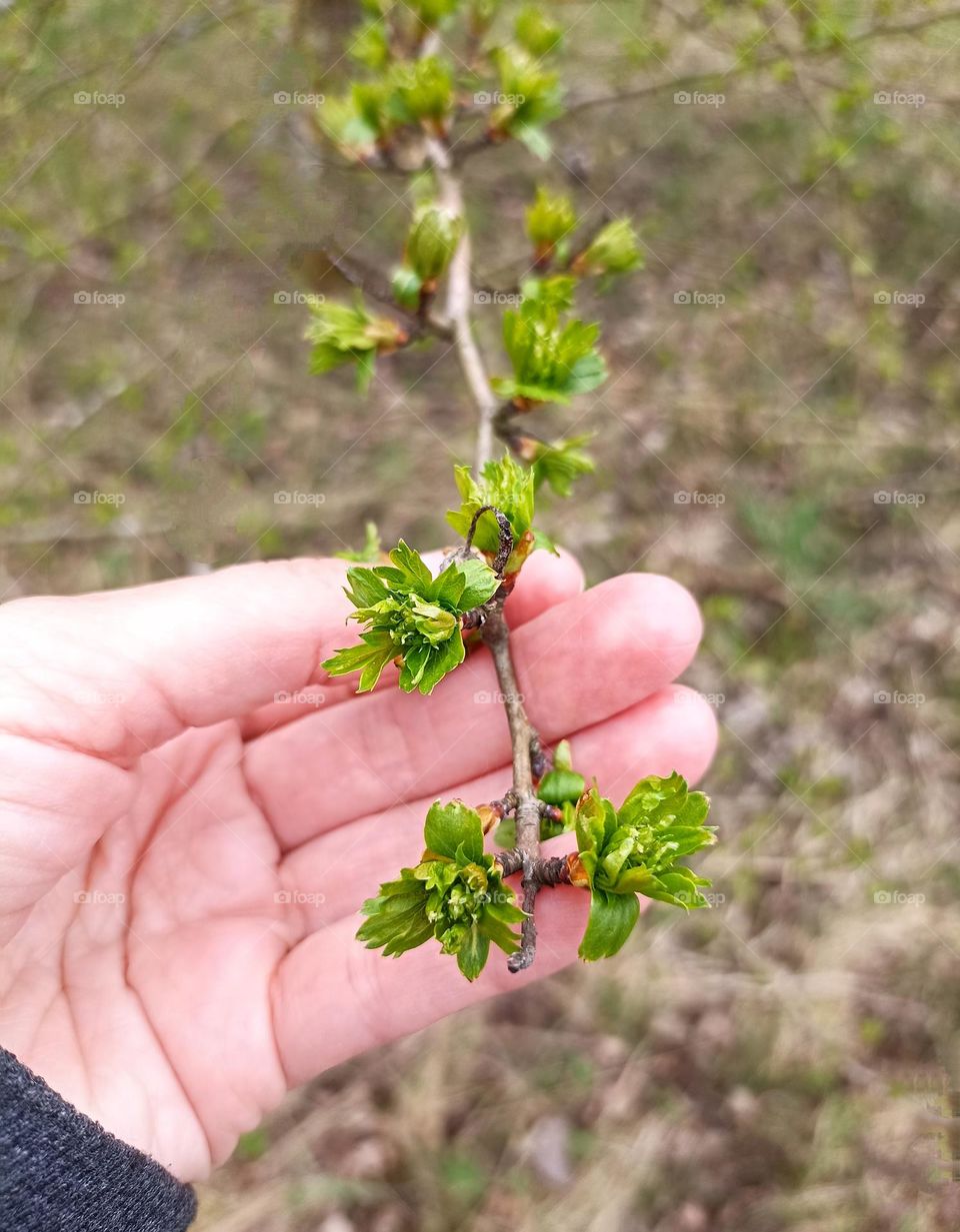 green young leaves tree growing, love earth