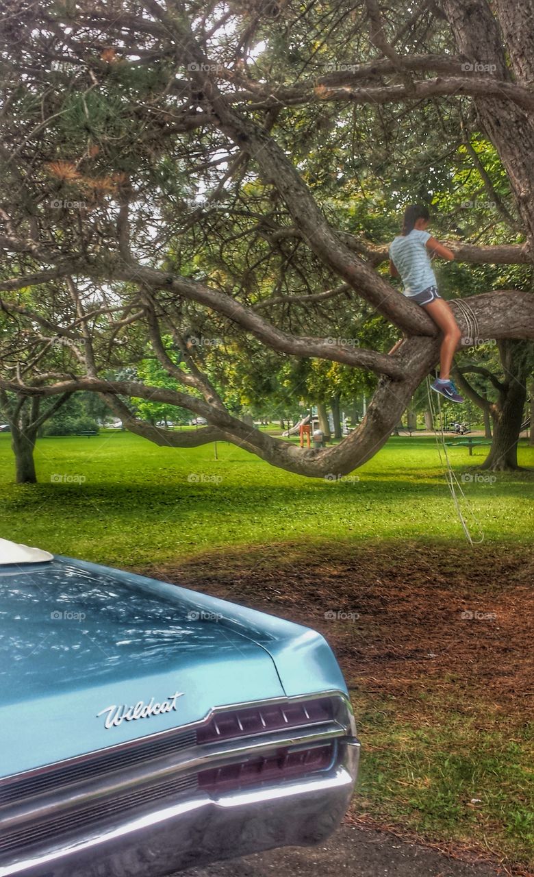 Tree Climber