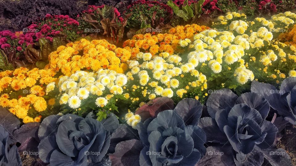 Autumn Flower Garden