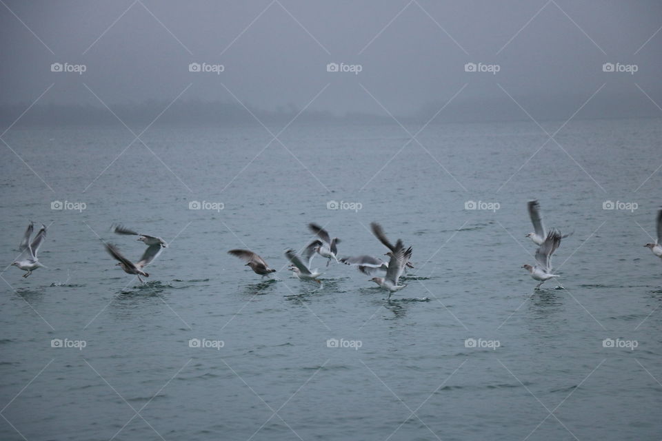 Birds over a hazy ocean