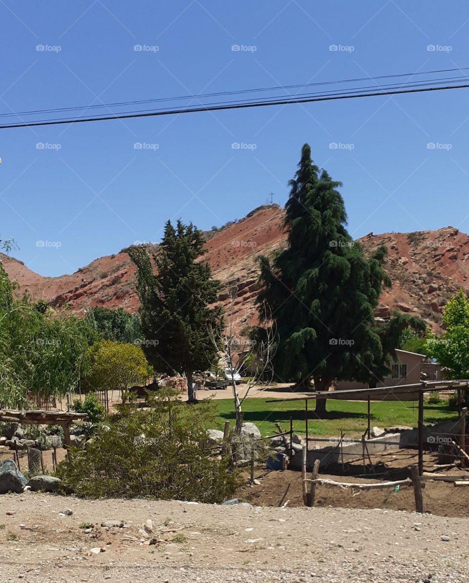 mountain and pine landscape