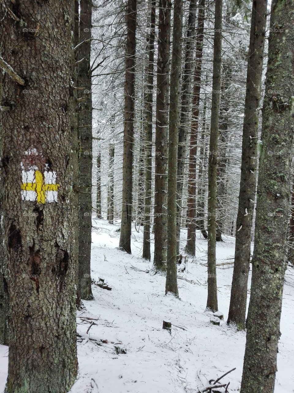 Tree, Wood, Snow, Winter, No Person