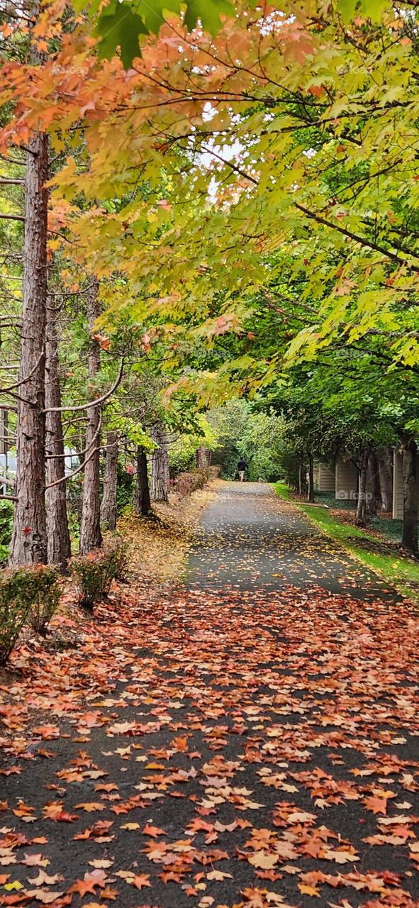 an avenue of tall trees and fallen leaves in a suburban Oregon neighborhood on a rainy weekend in Autumn