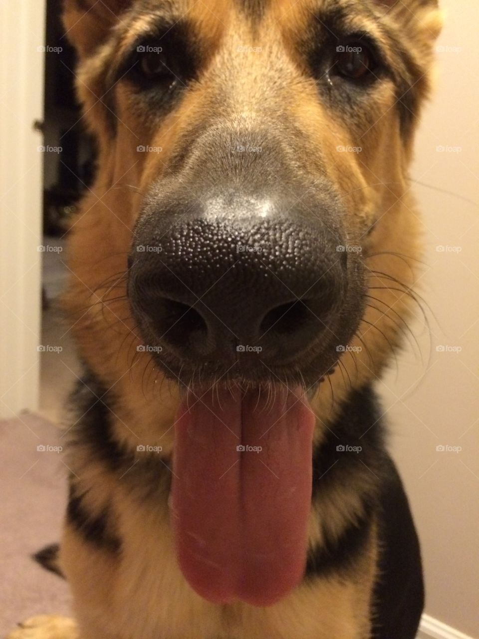 My what big teeth you have....