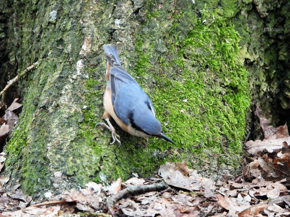 A nuthatch on a tree trunk 