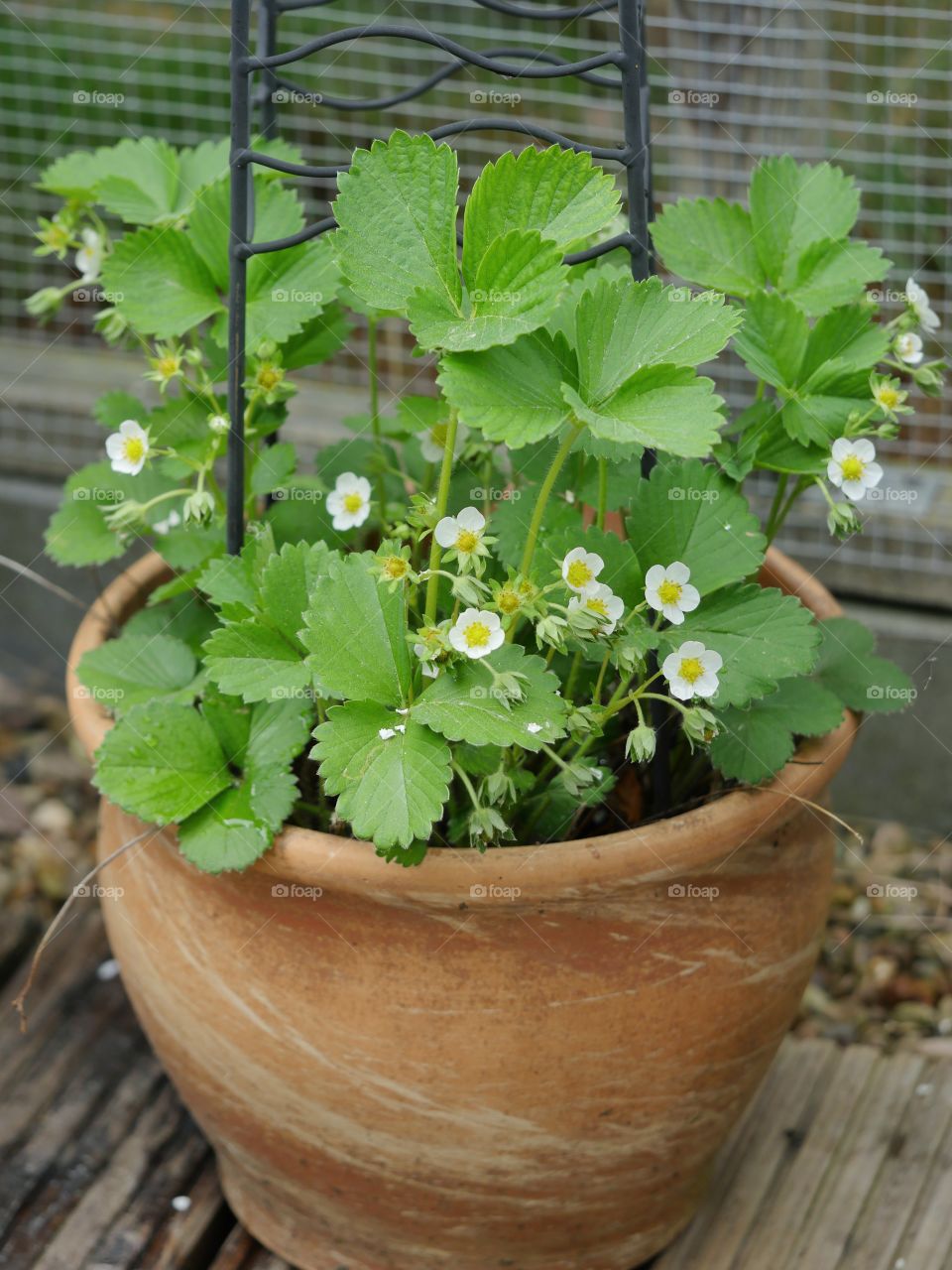 Strawberry plant in bloom