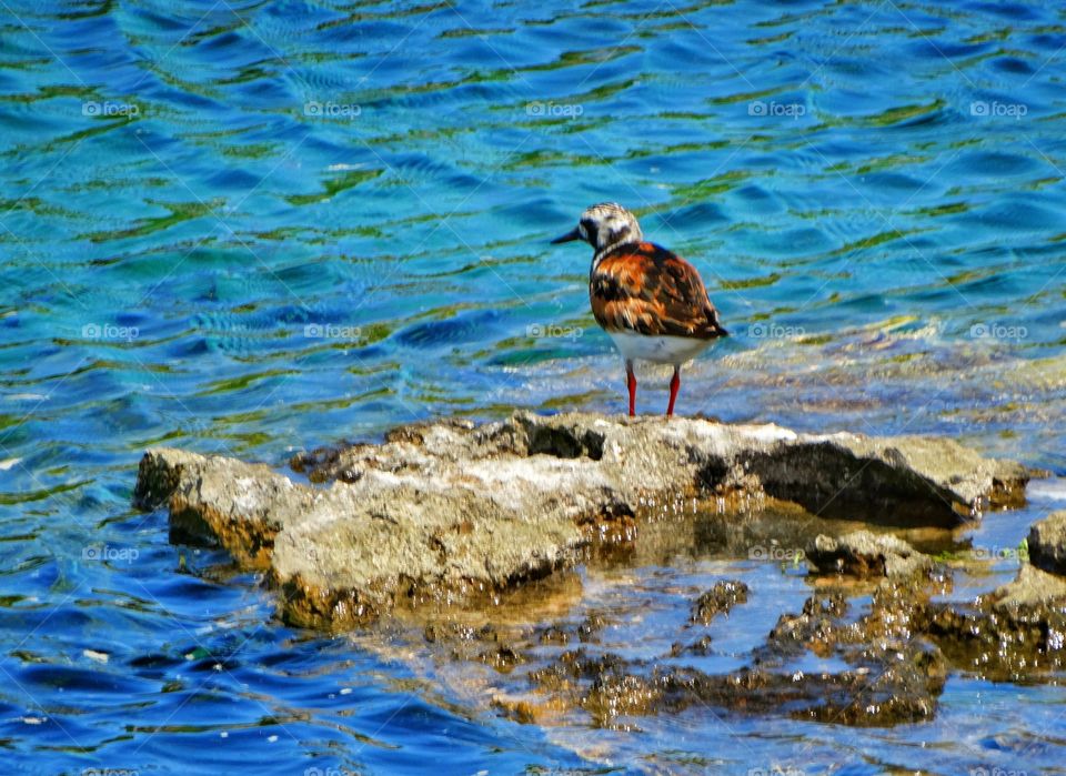 Killdeer By The Water