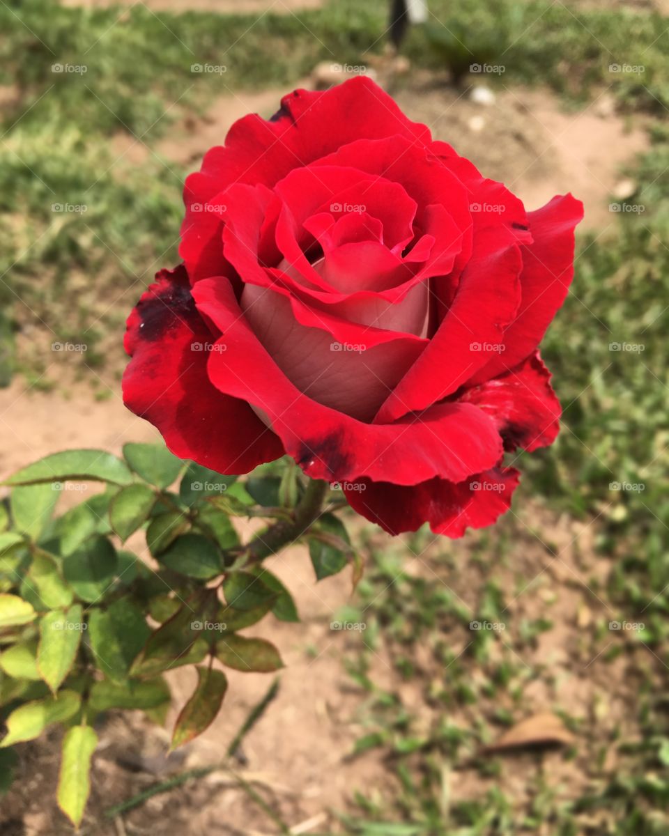 🌺Fim de #cooper!
Suado, cansado e feliz, curtindo a beleza das #flores do nosso #jardim (clicada anteontem). 
🏁
#corrida #treino #flor #flowers #pétalas #garden #jardinagem #run #running #esporte #alongamento #Vermelho #roseira