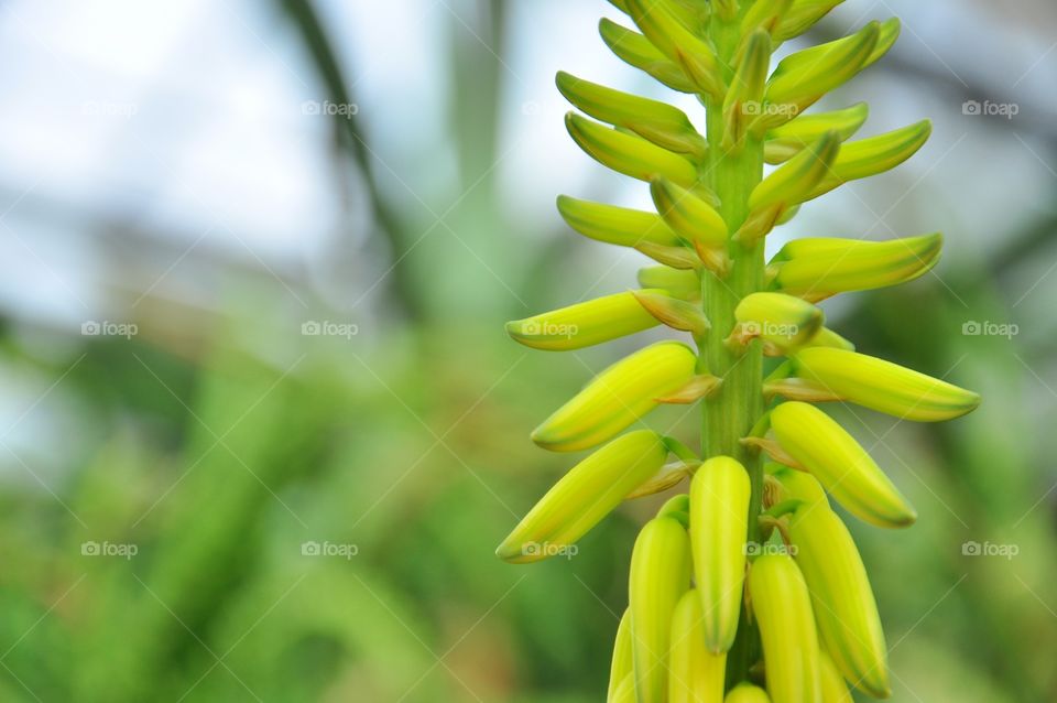 Nature, No Person, Leaf, Flora, Outdoors