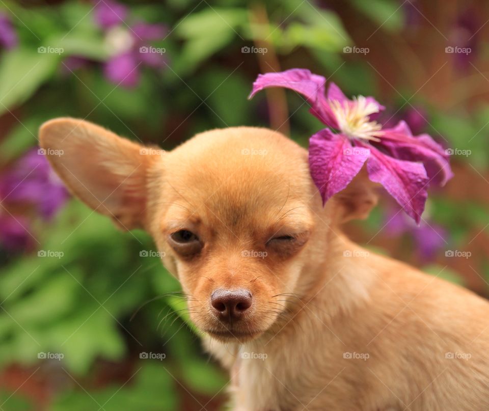 Winking ginger puppy