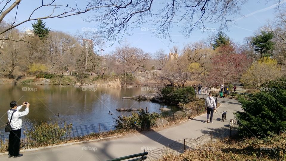 spring in central park