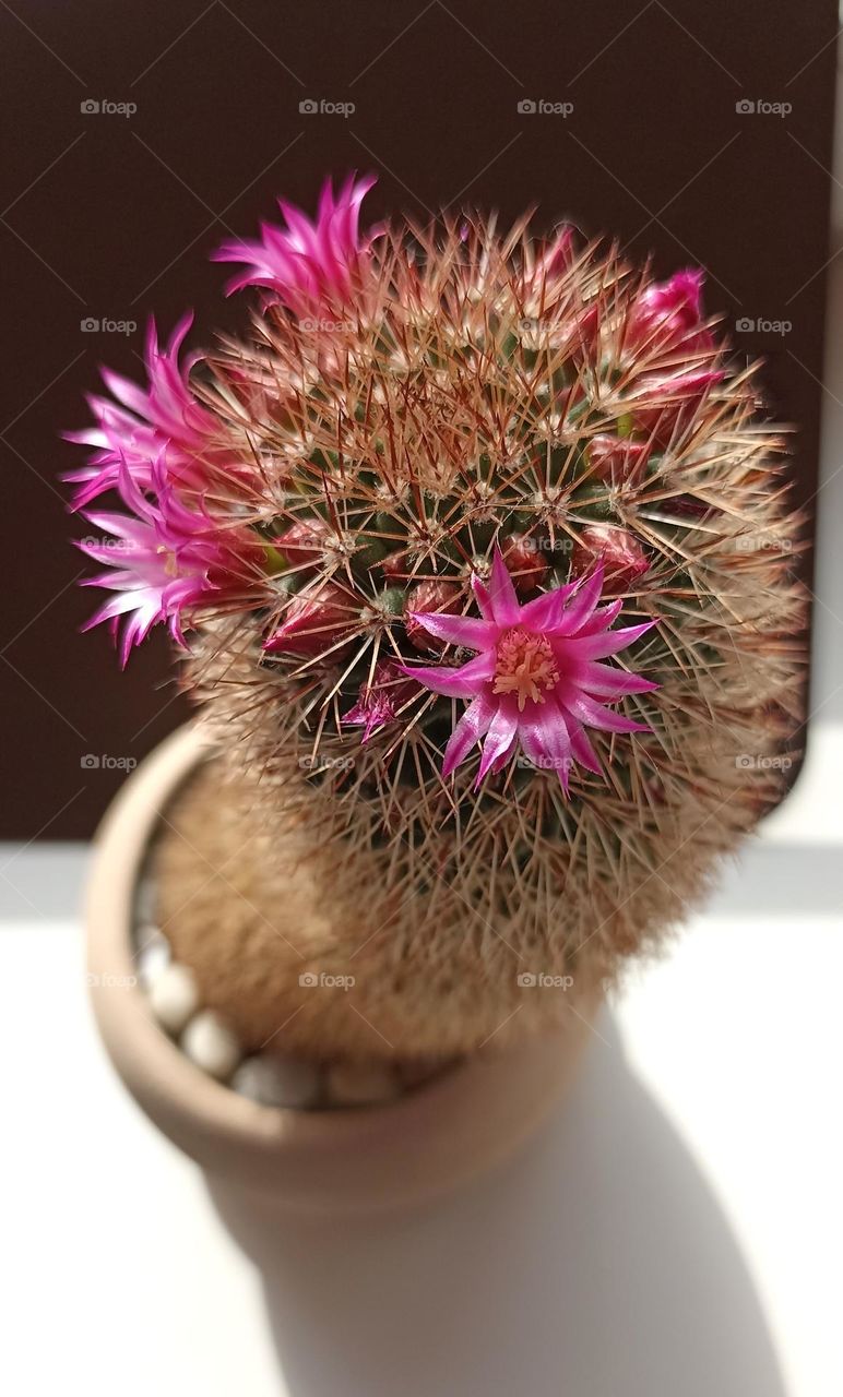 cactus flowers beautiful spring blooming close up