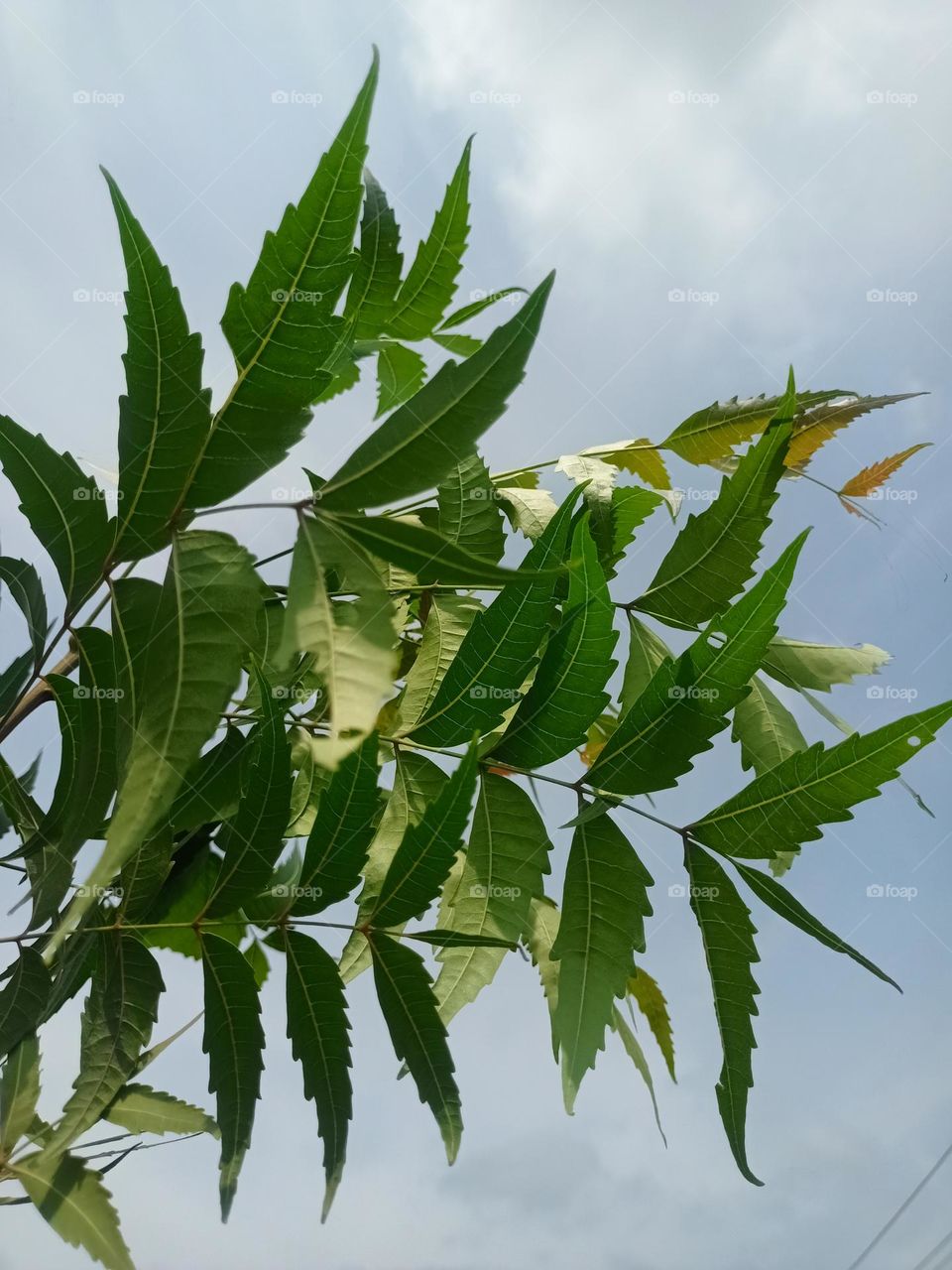 Green Neem Tree 🌴