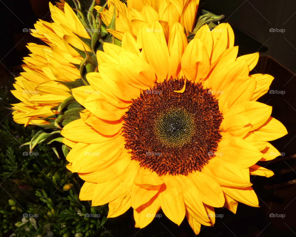 yellow nature bright sun flower by delvec