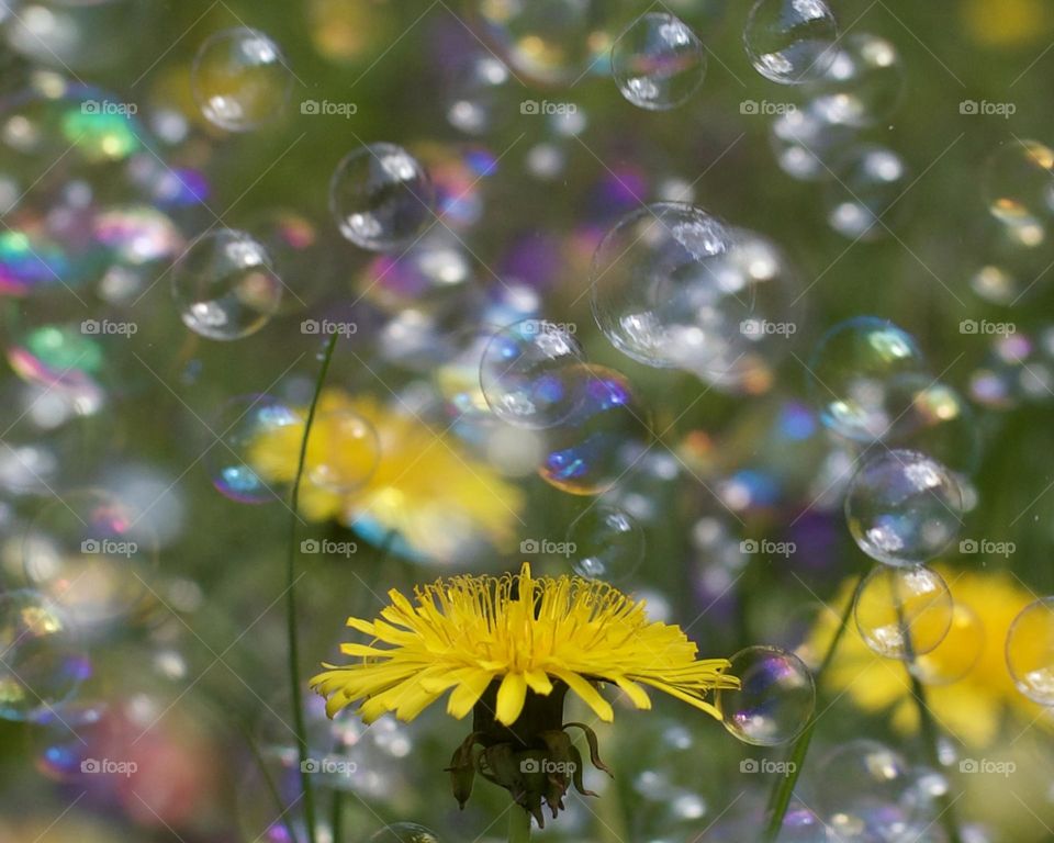 A Bubbly Dandelion; No filters