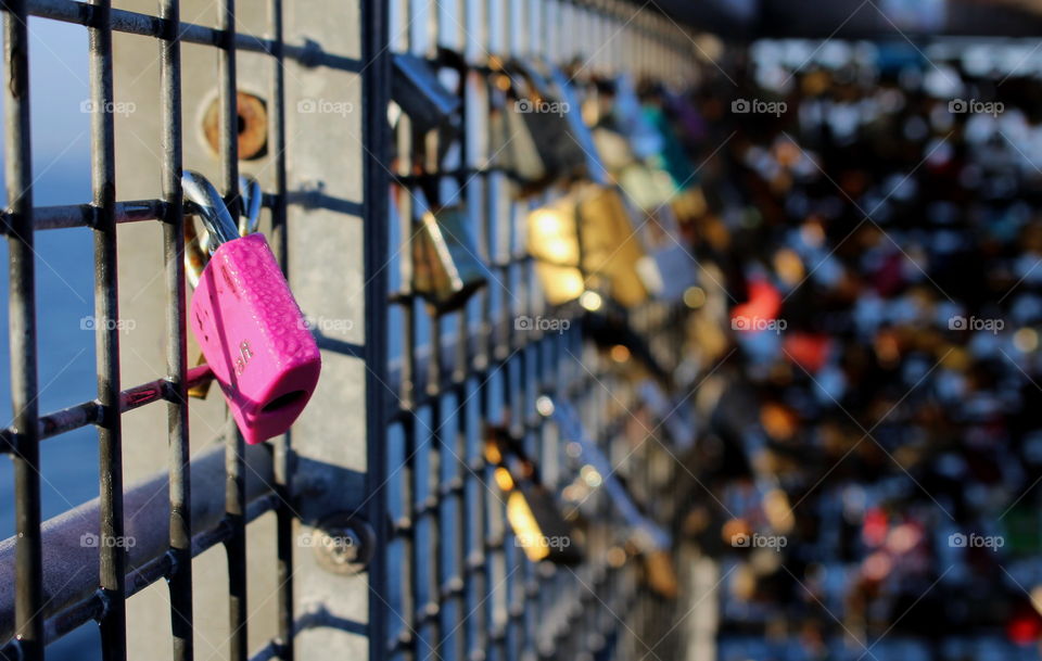 Pink lovelock.