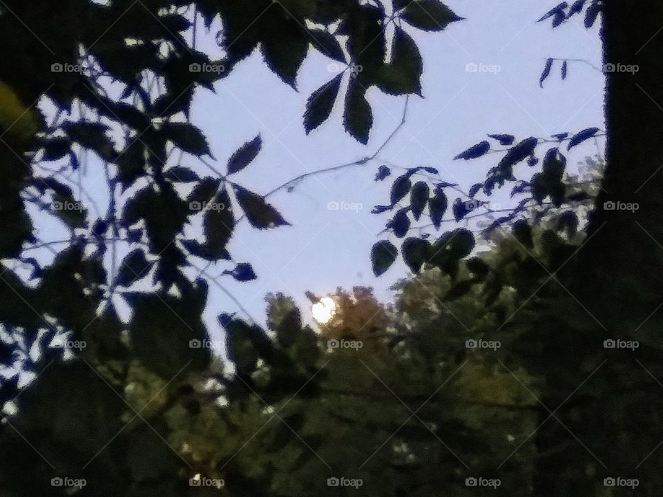 moonrise through the trees