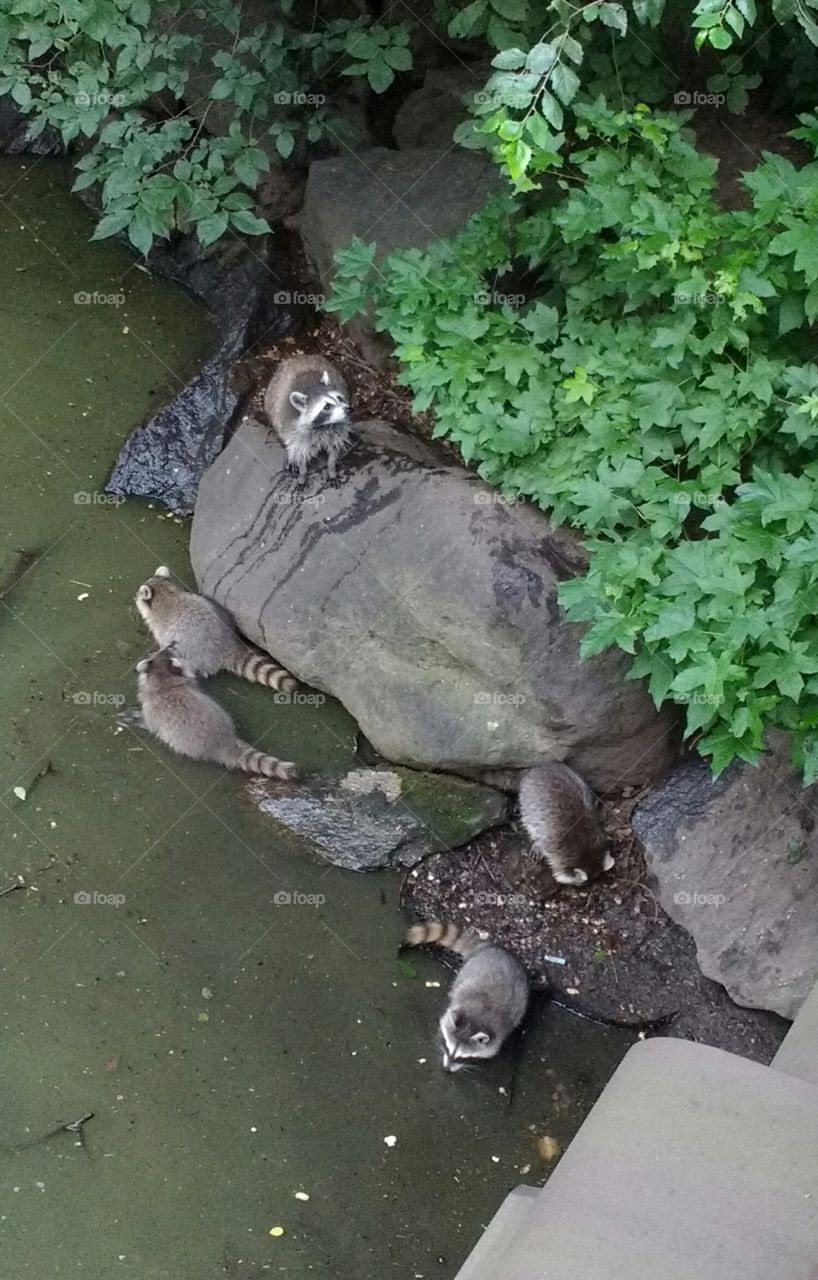 Family of Raccoons in Central Park NYC