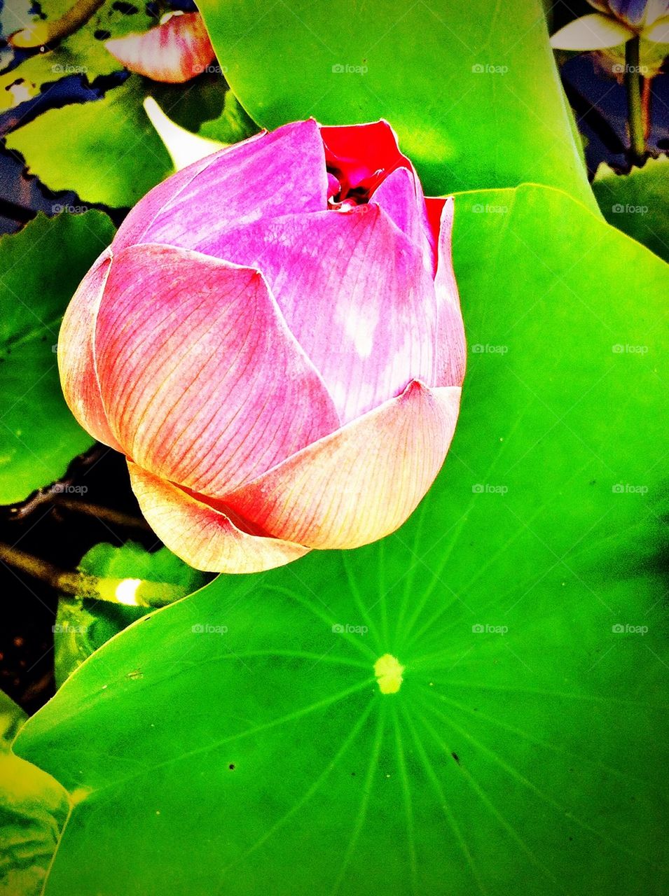 Pink lotus in water