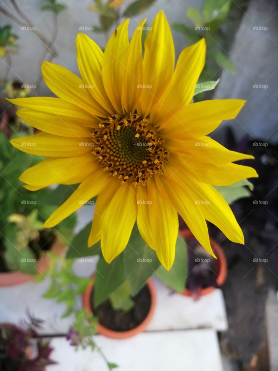 Celebrating spring. Beautiful yellow colour sunflower.