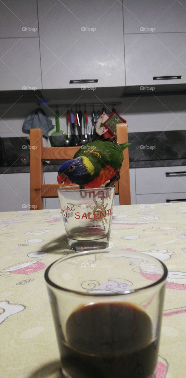 Pippo the parrot