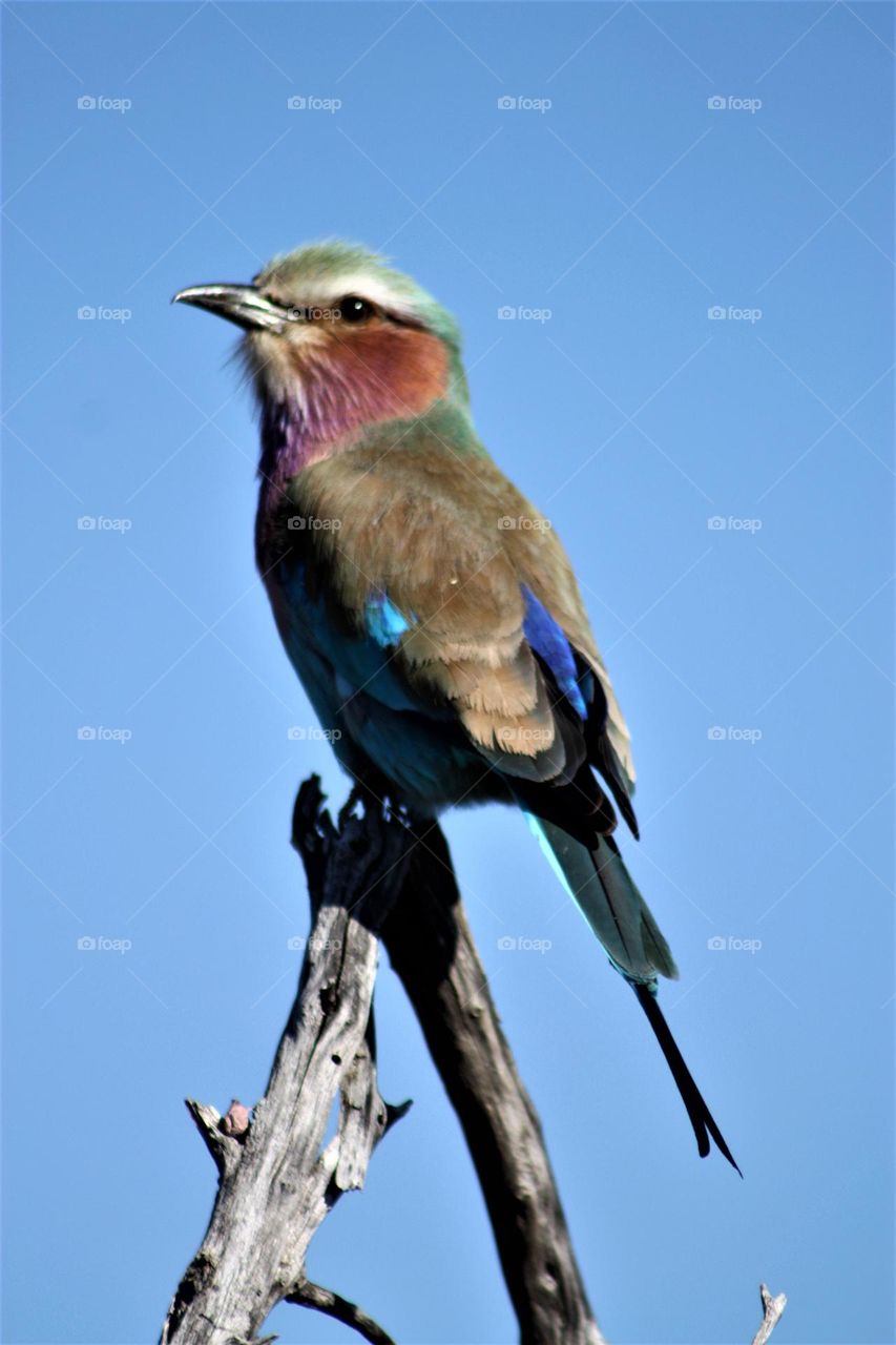 lilac breated roller